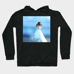 Welcome Swallow Hoodie